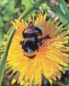 Buzzed out bees can't find home23