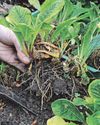 What to do now... in your flower patch62
