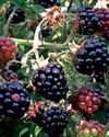 Fruity trio have plum role for all our hearts Fruity trio have plum role for all our hearts41
