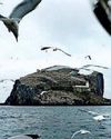 RSPB buys two iconic bird isles20