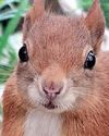 Warnings as red squirrel killed by pox Warnings as red squirrel killed by pox36