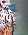 Pensioners who devote life to owls 'devastated after their sanctuary ruined by vandals Pensioners who devote life to owls 'devastated after their sanctuary ruined by vandals