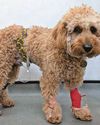 Attack left pup fighting for its life Attack left pup fighting for its life