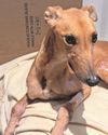 'Bag of bones' greyhound abandoned5