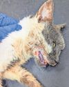 Animal ban for pair after cats neglected12