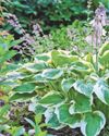 Why hostas receive a royal seal of approval Why hostas receive a royal seal of approval24
