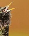 Starling numbers are declining8
