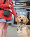 Guide dog pups get training day at airport20
