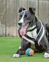 Meet 'tennis ball loving' dog in search of a forever home8