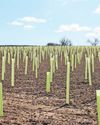 7,000 trees planted in village5