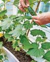 PAT'S THE WAY TO GROW YOUR OWN PAT'S THE WAY TO GROW YOUR OWN
