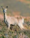 Dangers of roe deer on local roads highlighted0