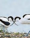 AVOCET RESET9