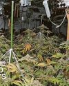 Cannabis gardeners to pay £114