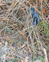 Dog waste bags hang off bushes 'like decorations'2