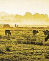 UK is 'not prepared for animal diseases'20