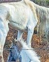 Search for owner of emaciated horses6