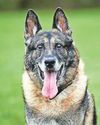 Staffordshire Newsletter