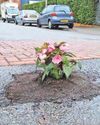 Pothole flower makes point on state of roads29