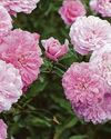 Give your space a ROSY GLOW62