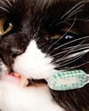 Brush up on cat dental hygiene23
