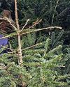 Tree recycling helps out with hospice funds0