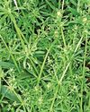 WEED WOES WEED WOES21