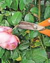 GIVE YOUR SPACE A ROSY GLOW... GIVE YOUR SPACE A ROSY GLOW...30