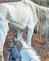 Search for owner of emaciated horses6