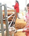 Cuddles and feeds for newborn lambs Cuddles and feeds for newborn lambs