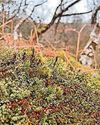 Fight to revive UK's rainforests Fight to revive UK's rainforests