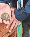 Pioneering oyster reef project aiming to boost biodiversity12