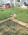 Drought-tolerant rice developed as climate change hits yields Drought-tolerant rice developed as climate change hits yields25