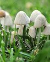 Lawncare How to tackle problems28