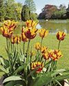 Cascade of colour as 'spectacular' spring show is set to open Cascade of colour as 'spectacular' spring show is set to open