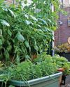 PAT'S THE WAY TO GROW YOUR OWN PAT'S THE WAY TO GROW YOUR OWN