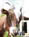 Therapy and petting farm brings community together Therapy and petting farm brings community together