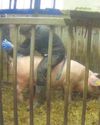 Meat producer launches review after pig abuse claims at farm Meat producer launches review after pig abuse claims at farm