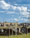Visitors to seaside towns urged not to feed seagulls0