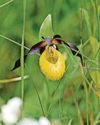 Rare flower found in wild for first time in nearly 100 years17