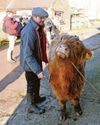 Cow-cuddling venture named best Experience of the Year8