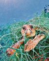 UK to legislate for UN High Seas Treaty by end of year16