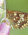 Resurgence of rare butterfly that was close to extinction16