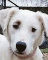 Heartbroken dog needs new 'best friend' after being separated from brother5