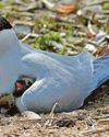 Arctic tern numbers down nearly a third at key site22