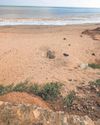 RSPCA plea over dog's body buried on a beach1