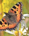 Much of England's nature is still in decline, figures show18