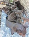 RSPCA update on six kittens found dumped in a box on Christmas Day2