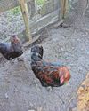 Man, 27, sentenced for animal welfare offences including cockfighting6
