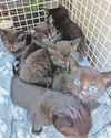 Rescue devastated at loss of kitten found dumped at Christmas3